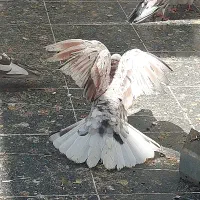 ۲۰ طوق کفتر یکجا دونه ۲۵۰