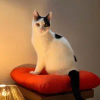 واگذاری گربه dsh یکساله