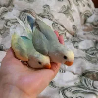 جوجه کوتوله برزیلی