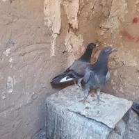 جوجه المانی
