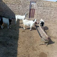 میشه بردار