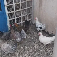 مرغ وخروس لری
