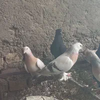 کفتر