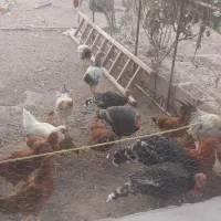 مرغ و خروس