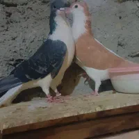 طوقی و چپ