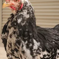 خروس برهما