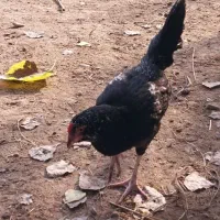 خروس گلین لری