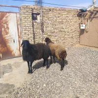 دوراس بره نر ۵۰ تا تا۶۰