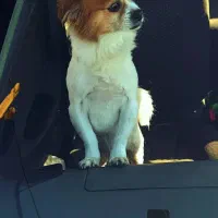 سگ  نر پاپیلون