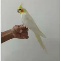 عروس هلندی