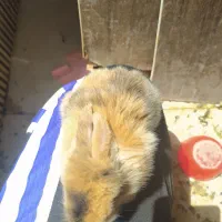پنج بچه خرگوش ۱۹روزه