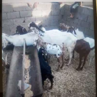 بزغاله پاکستانی درجه یک
