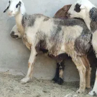 5عدد میش شیرازی