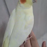 عروس هلندی