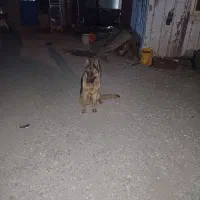 سگ ژرمن شپرد ماده