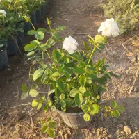 گل و گیاه رز