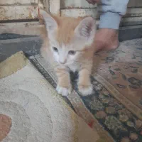 واگذاری گربه