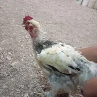 مرغ و خروس