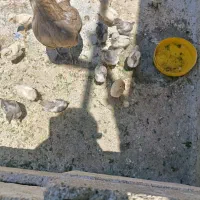 سلام فروش جوجه مرغ طوسی و  تخم‌مرغ نطفه دار فارسان