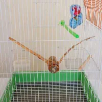 قفس پرنده