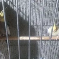 عروس هلندی مولد تضمینی