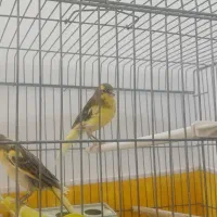 فروش سه تا نر جوجه امسال