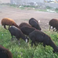 بره نرگوشتی ۲۰ عدد