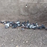 کبوتر