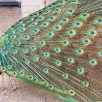 طاووس مصری