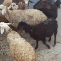 گوسفند بره میش