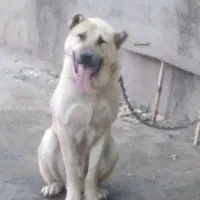 سگ سرابی دوساله