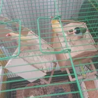 پرنده