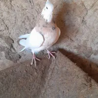 کبوتر طوقی