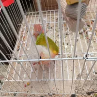 طوطی گیرینچک رد اناناسی
