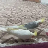 ی جفت عروس هلندی ۲ دوسالع با ی جفت جوجه ۶ ماهه