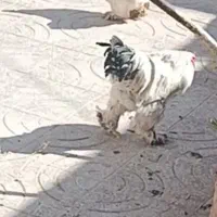 تخم نطفه دار برهما