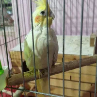 دو عدد عروس هلندی نر وماده