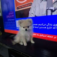 پامرین