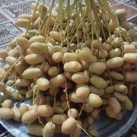 خارک حاج باقری