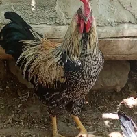 خروس محلی بزرگ و سرحال