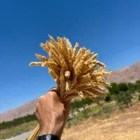 خوشه گندم
