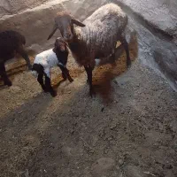 میش و بره