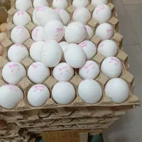 خرید با کالابرگ در هایپر  شبانه روزی شامی