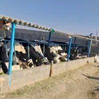 شیر گاوی تازه