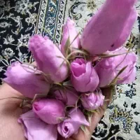 گلاب دستی|خوردنی و آشامیدنی|سبزوار, اسلام آباد|دیوار