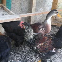 مرغ وخروس