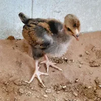 جوجه|حیوانات مزرعه|زاهدان, |دیوار