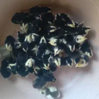 جوجه گلین