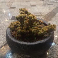 کاکتوس صخره ای مینیاتوری