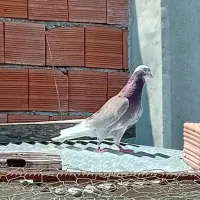 کبوتر پرشی تهرانی